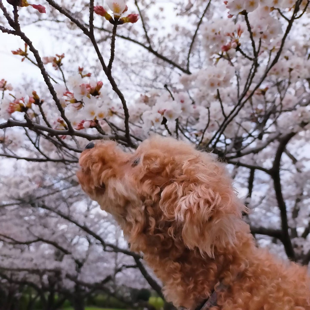 sakura